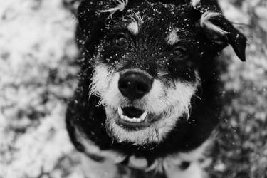 Puppy's First Snow! 2