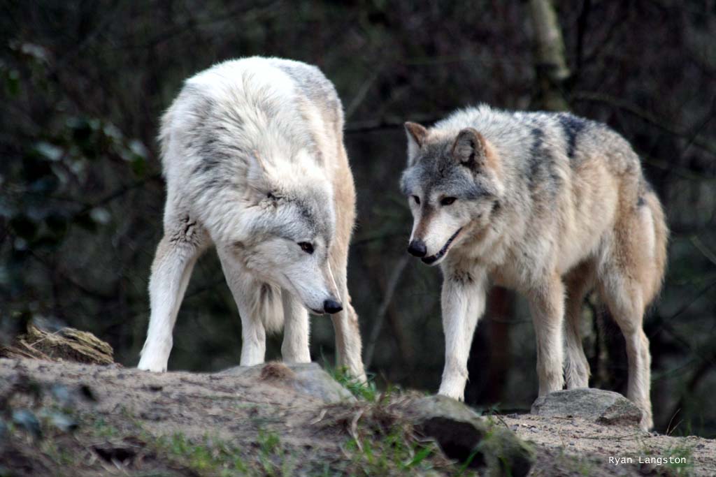 Wolves