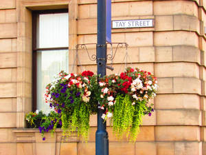 Beautiful flower display on Tay Street