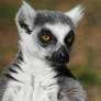 Lemur