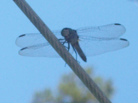 Dragon of the Backyard