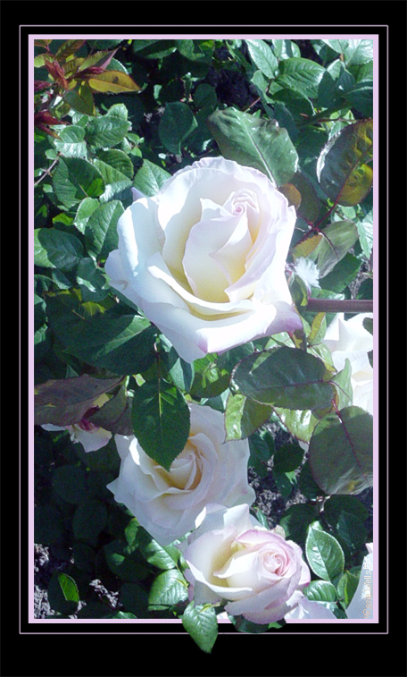 Love in the Rose Garden by FaerieWings