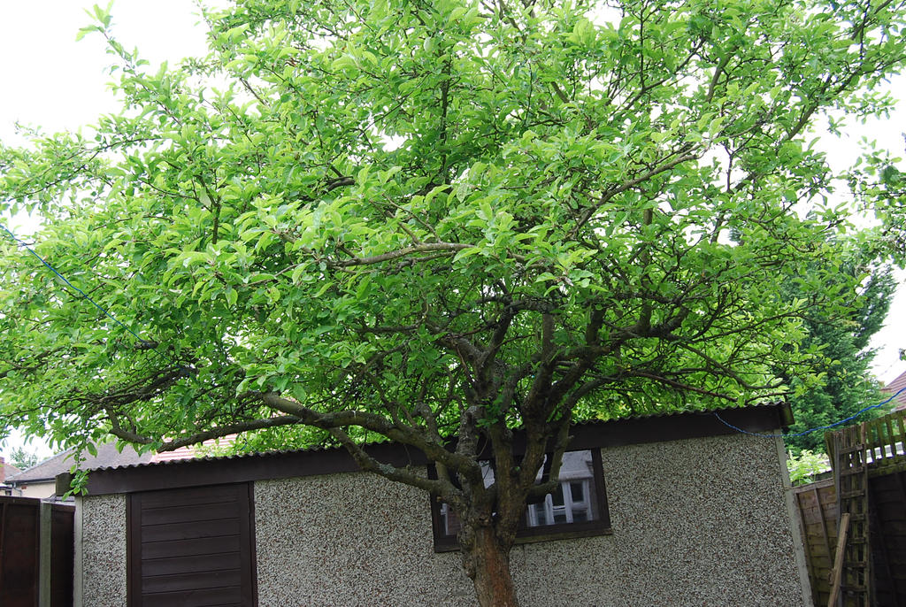 The common apple tree :) by devvonxxx on DeviantArt