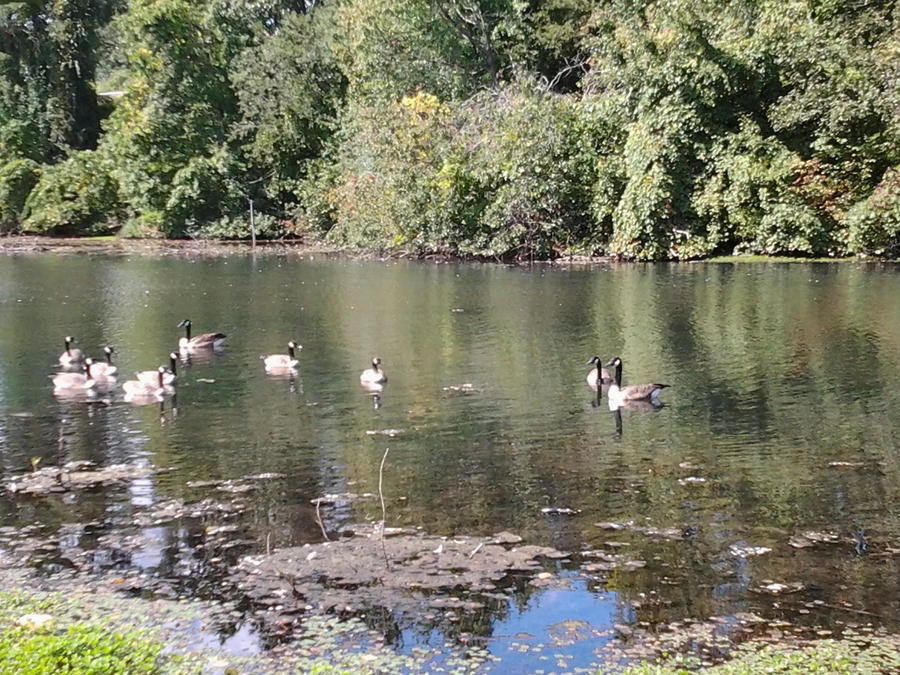 Geese at Beardsley Park