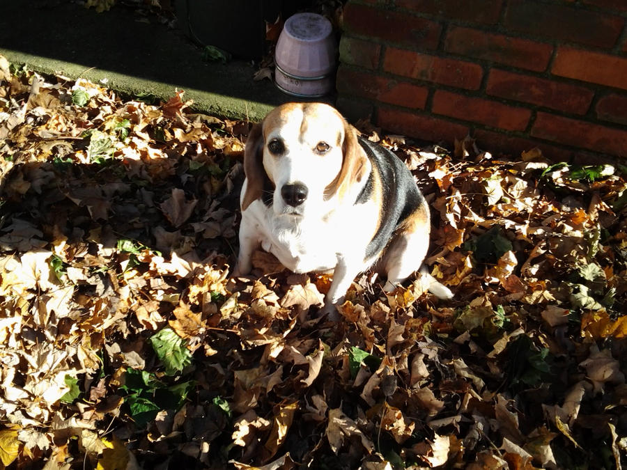 Heidi in the leaves