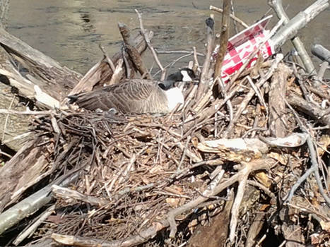 Nesting goose