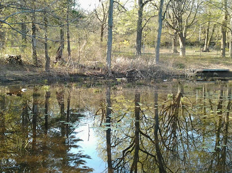 This morning by the Frog Pond