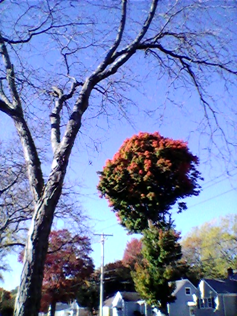 Neighborhood Tree