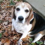 Beagle Dreams (poem) by GUDRUN355