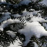 Winter Evergreen