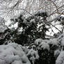 Snowy Boughs