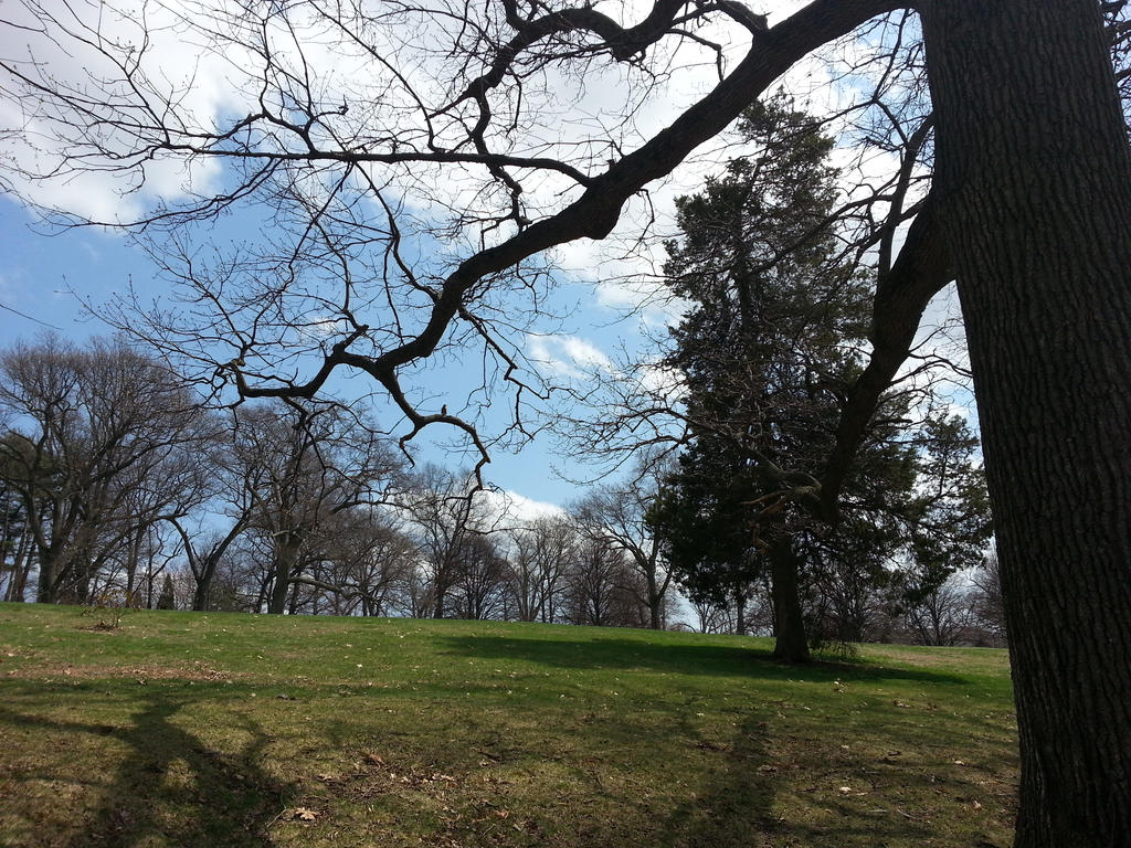 Afternoon Branches