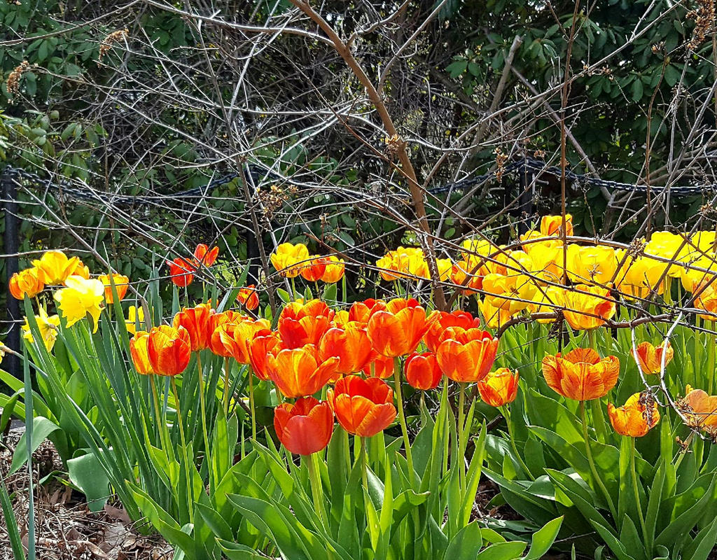 Tangled Tulips