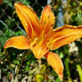 Tiger Lily