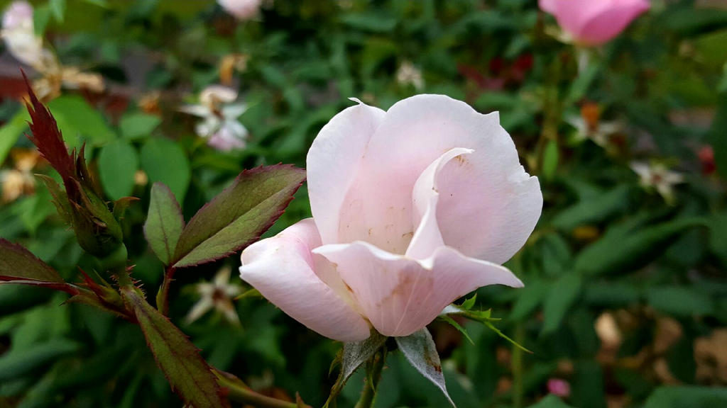Too Poor Roses Poor pale rose by GUDRUN355 on DeviantArt
