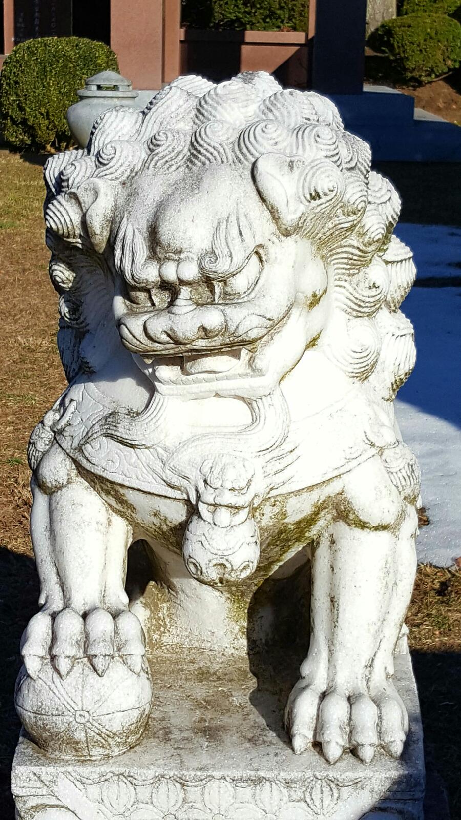 Oriental Lion