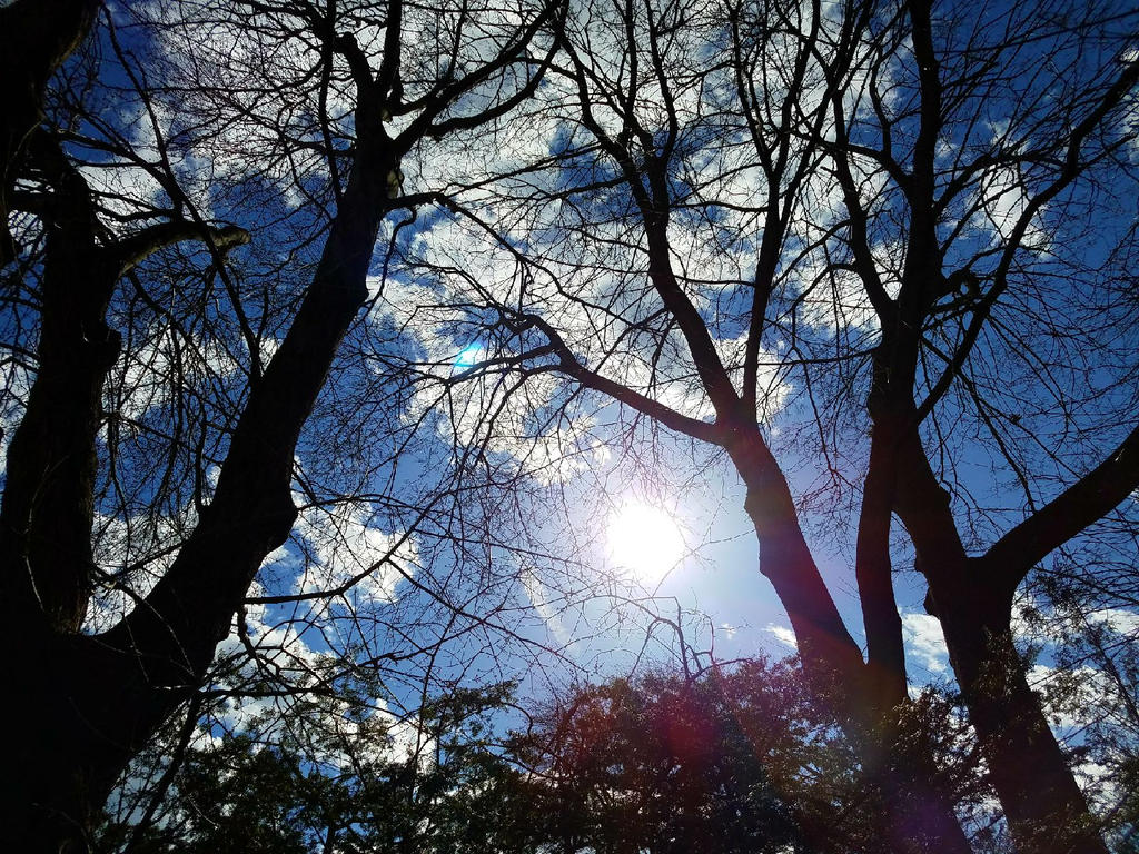 Old Trees and Sun