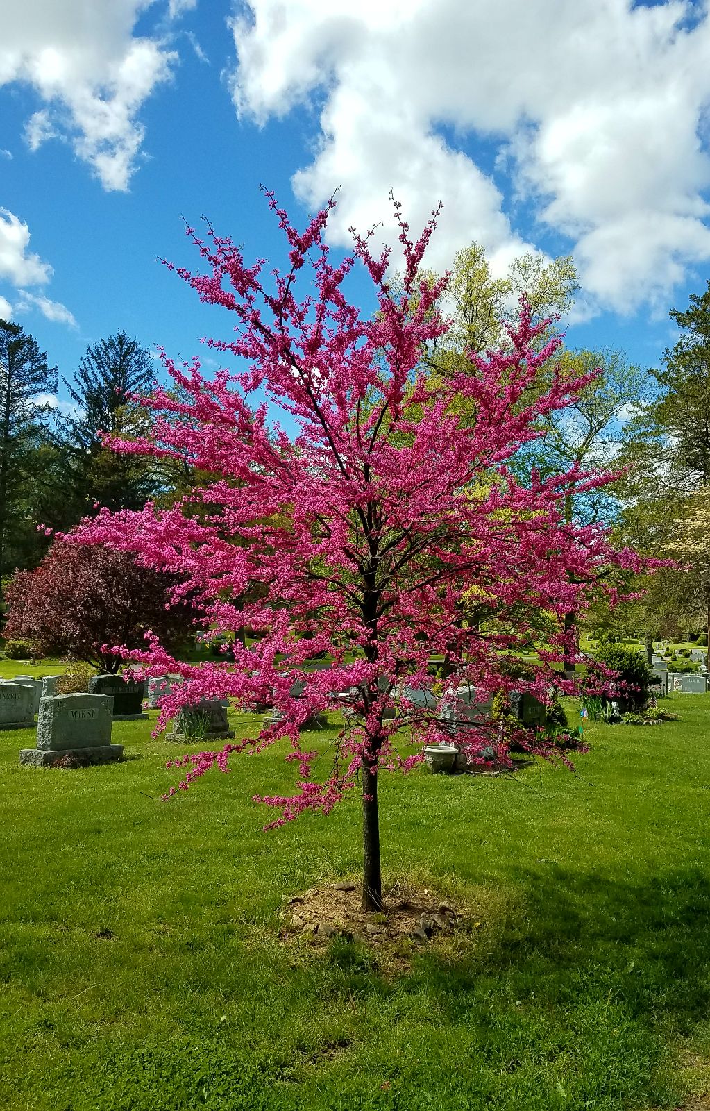 Tree at Putnam