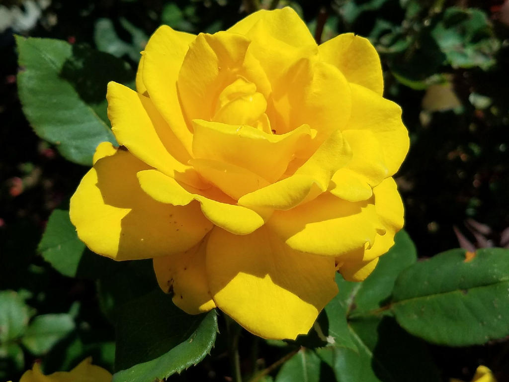 Yellow Rose