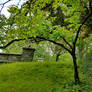 Tree and Bridge