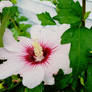 My Rose of Sharon