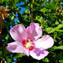 Rose of Sharon