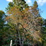 Thomaston Tree