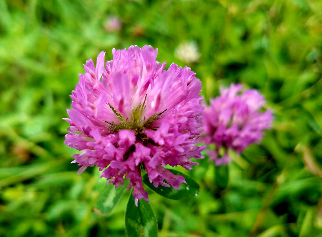 Clover by GUDRUN355 on DeviantArt