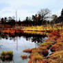 Pond on the edge of the Preserve