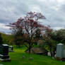 Cemetery in May