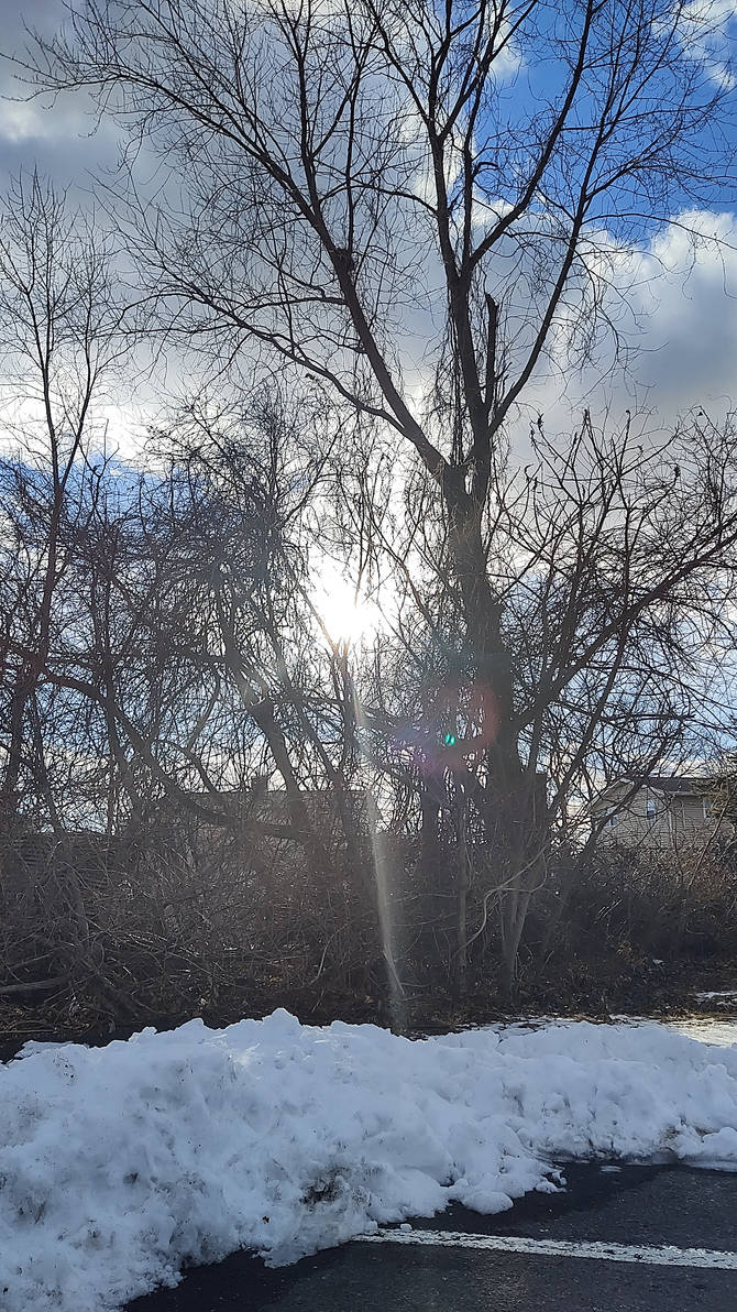 February Tree by GUDRUN355 on DeviantArt