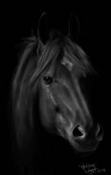 horser study black background