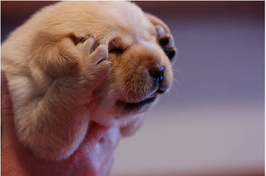 headache puppy does not approve
