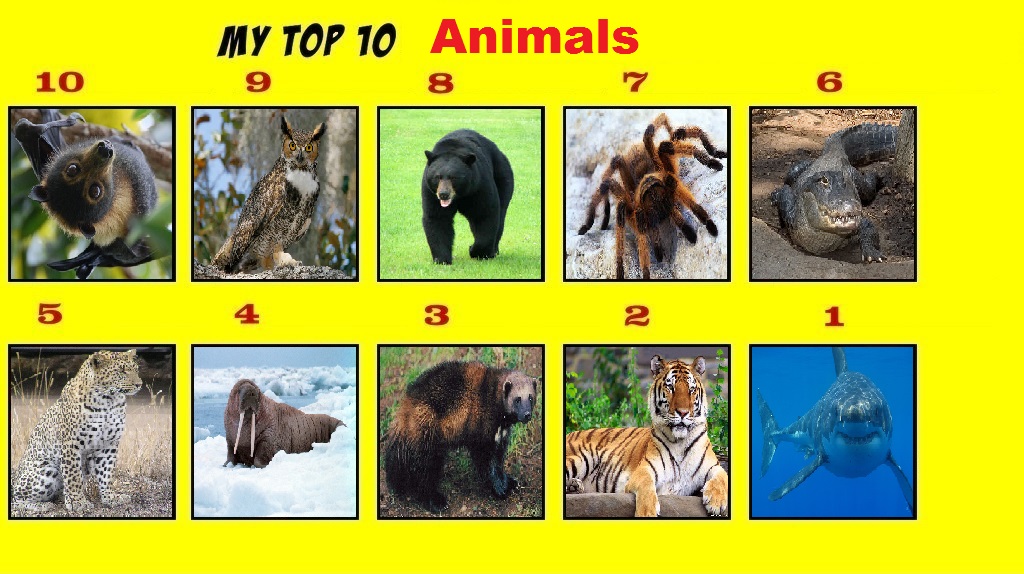 Top 10 Animals by Tohokari-Steel on DeviantArt Top 10 Animals by Tohokari-Steel on DeviantArt
