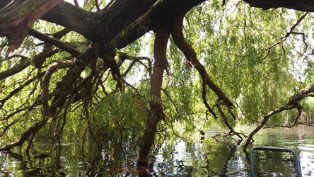 Tree and water 