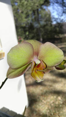 Orchid Flower at work
