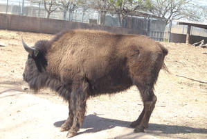 Buffalo