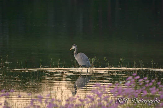 Heron on the Pond