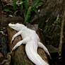 Albino Alligator