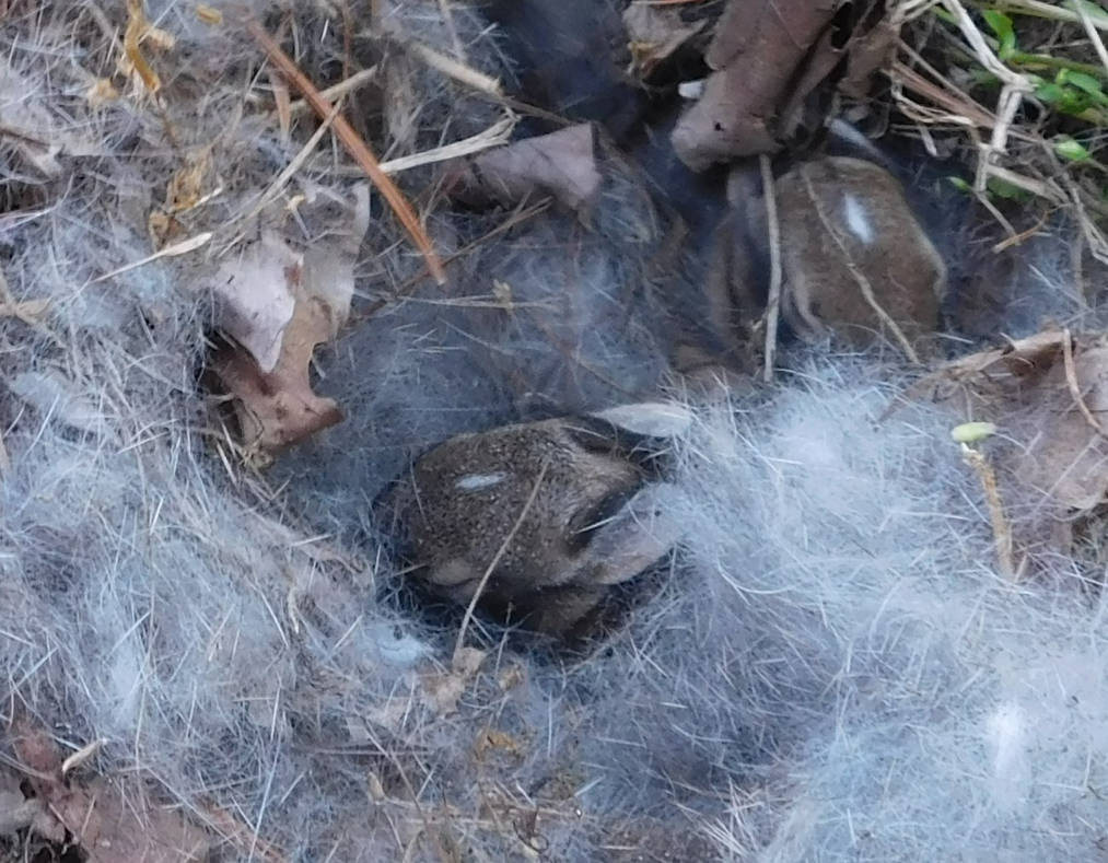 Young Eastern Cottontail Rabbits By Smoooovey On DeviantArt young-eastern-cottontail-rabbits-by-smoooovey-on-deviantart