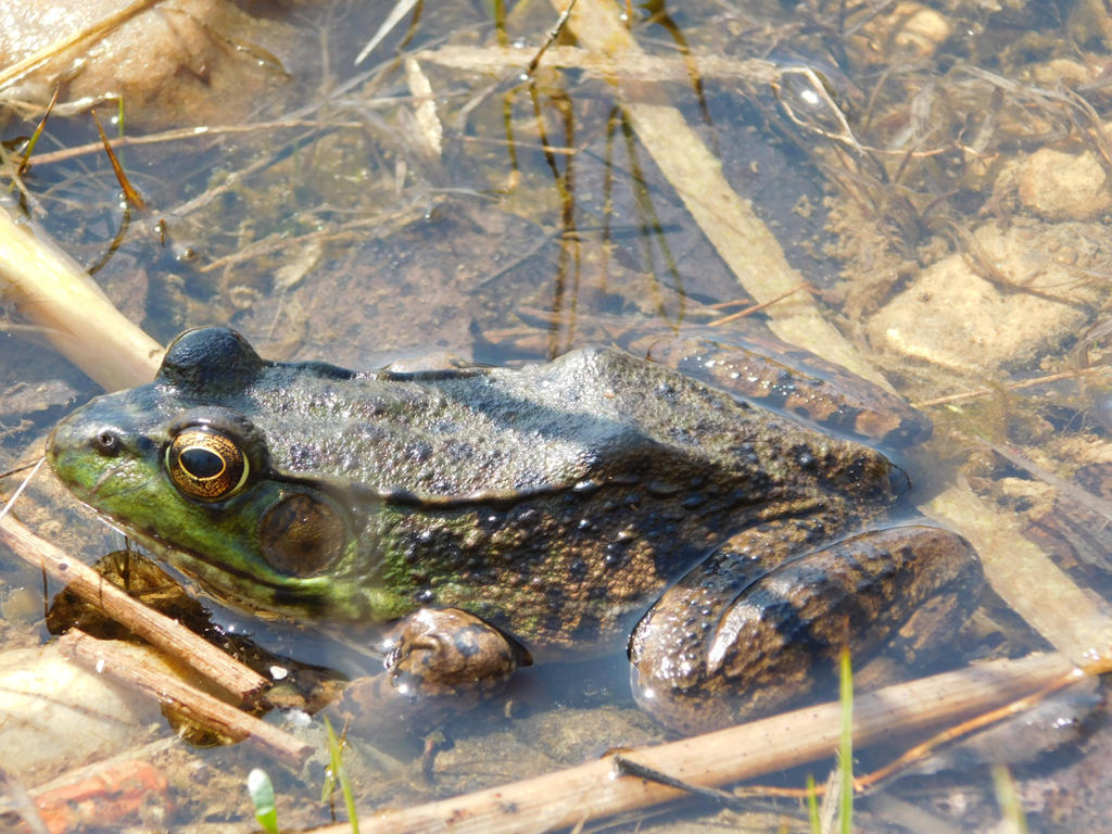 American Bullfrog by Smoooovey on DeviantArt