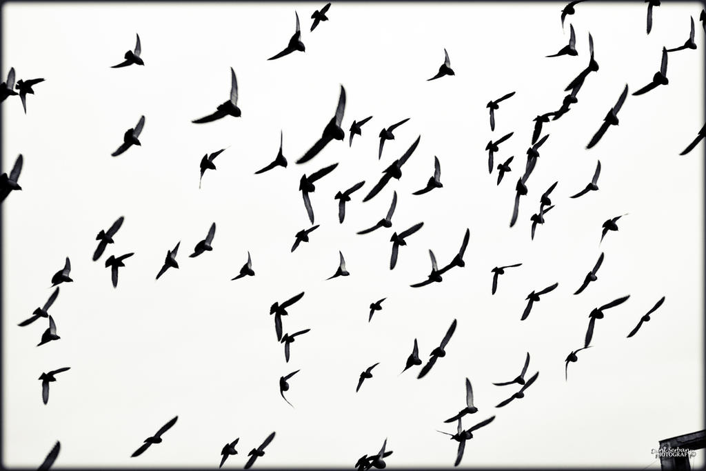 Bird Falling Deviantart Birds by DanielaS13 on DeviantArt