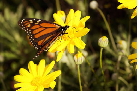 Monarch Butterfly