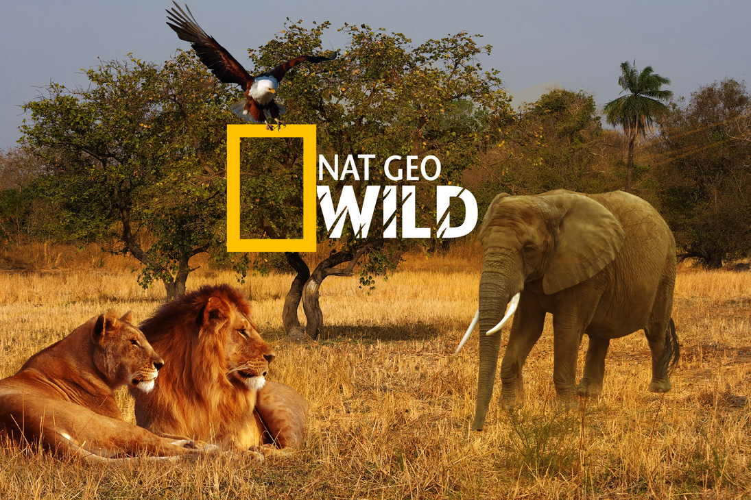 Нат Гео вайлд. Канал Nat geo Wild. Телеканал нат Гео вайлд. Передачи про природу и животных.