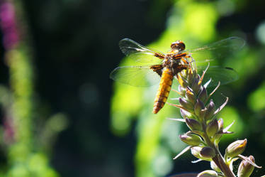 Big dragonfly 2