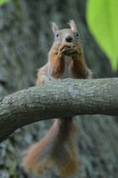 Squirrel