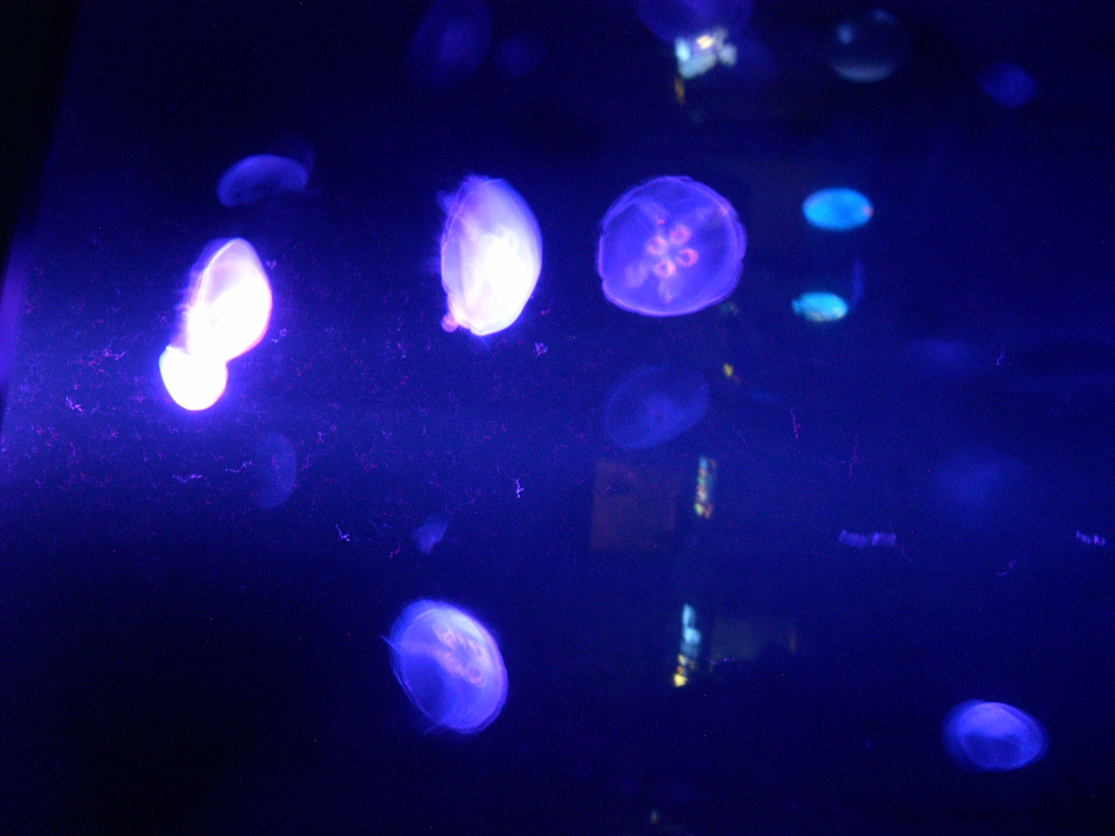 Moon Jellyfish