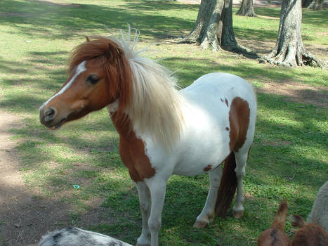 Random minture pony