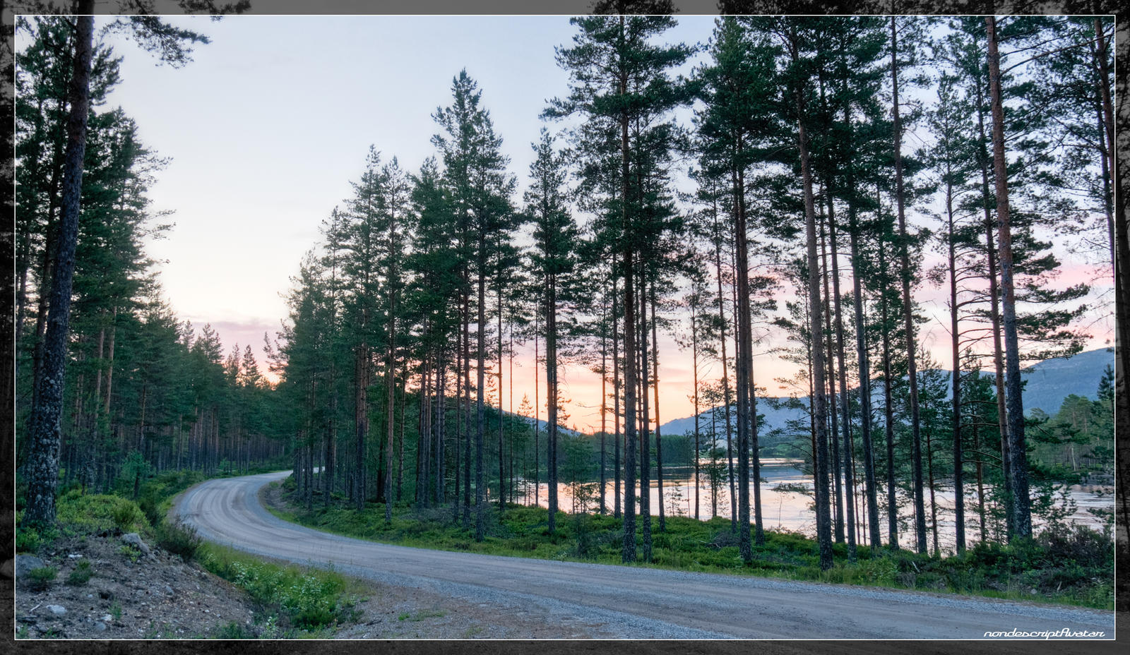 The forest road