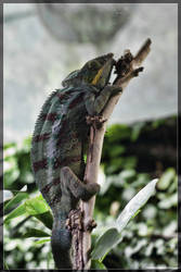 Iguana on a stick